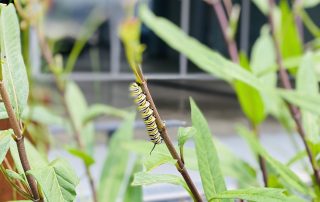 Monarch Caterpillar at D2