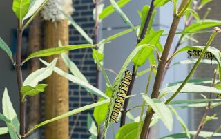 Monarch Butterfly