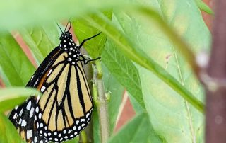 Monarch Butterfly