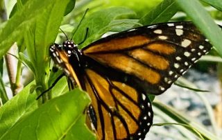 Baby Monarch Butterfly