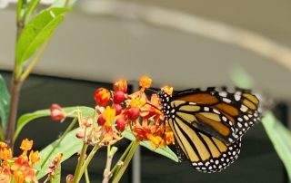 Baby Monarch Butterfly